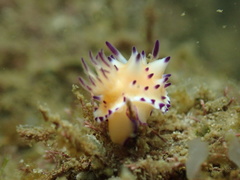Mexichromis multituberculata