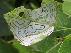 Phyllocnistis labyrinthella