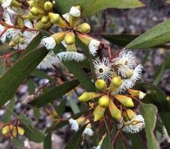 Eucalyptus calycogona