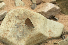 Arhopala eupolis