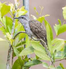 Cacomantis sonneratii