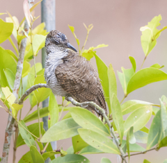 Cacomantis sonneratii
