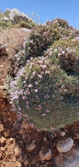 Acantholimon libanoticum