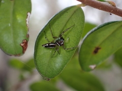 Cosmophasis baehrae