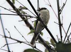 Pericrocotus cantonensis