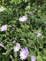 Cichorium intybus
