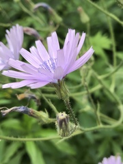 Cichorium intybus