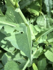 Cichorium intybus