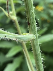 Cichorium intybus