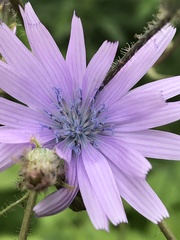 Cichorium intybus