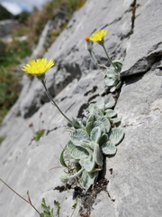 Hieracium bombycinum
