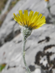 Hieracium bombycinum