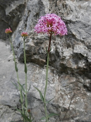 Centranthus lecoqii