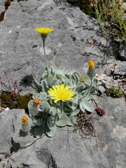 Hieracium bombycinum