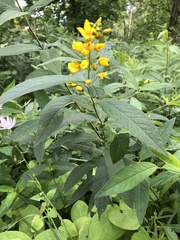 Lysimachia vulgaris