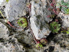 Sempervivum vicentei