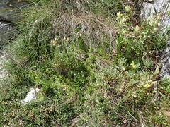 Sempervivum vicentei