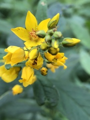 Lysimachia vulgaris