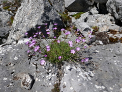 Dianthus pungens brachyanthus