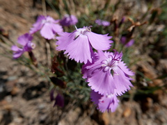 Dianthus pungens brachyanthus