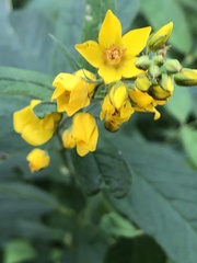Lysimachia vulgaris