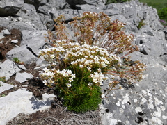 Saxifraga canaliculata