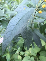 Lysimachia vulgaris