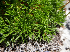 Saxifraga canaliculata