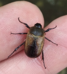 Amphimallon ruficorne