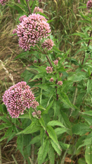 Eupatorium cannabinum