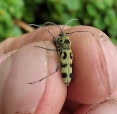 Chlorophorus herbstii