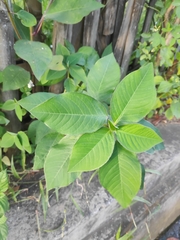 Persicaria filiformis