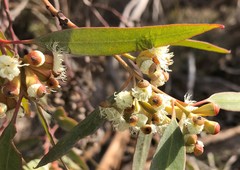 Eucalyptus calycogona
