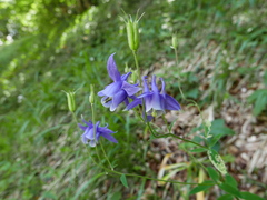 Aquilegia vulgaris vulgaris
