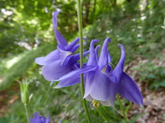 Aquilegia vulgaris vulgaris