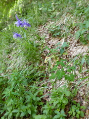 Aquilegia vulgaris vulgaris