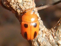Calomela crassicornis