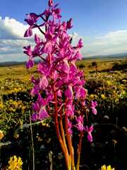 Orchis mascula laxifloriformis