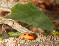 Calomela crassicornis