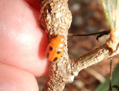 Calomela crassicornis