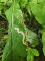 Phytomyza virgaureae