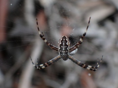 Argiope katherina
