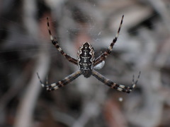 Argiope katherina
