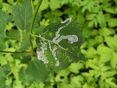 Phyllocnistis labyrinthella