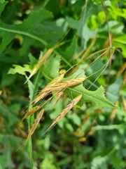 Bromus riparius