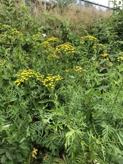 Tanacetum vulgare