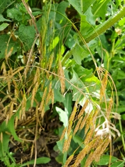 Bromus riparius