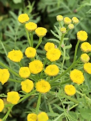 Tanacetum vulgare