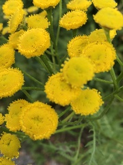 Tanacetum vulgare