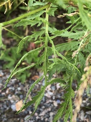 Tanacetum vulgare